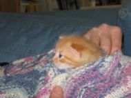 My Kittie